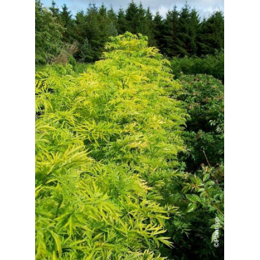 SAMBUCUS nigra GOLDEN TOWER