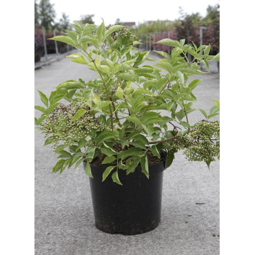 SAMBUCUS nigra En pot de 10-12 litres