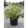 SAMBUCUS nigra En pot de 10-12 litres