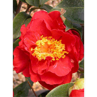 CAMELLIA japonica ROUGE