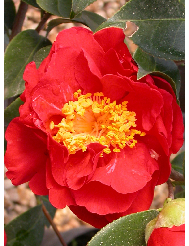 CAMELLIA japonica ROUGE