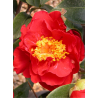 CAMELLIA japonica ROUGE