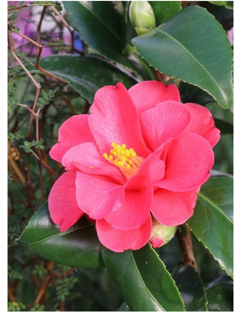 CAMELLIA japonica ROSE