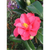 CAMELLIA japonica ROSE