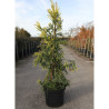 CRYPTOMERIA japonica KYARA GOLD En pot de 10-12 litres