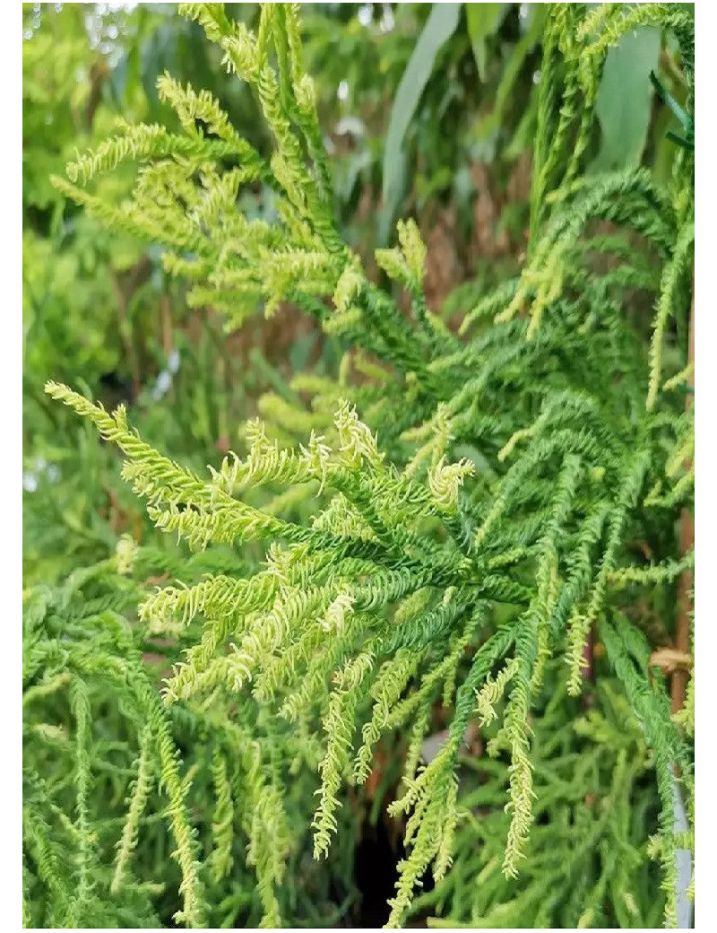 CRYPTOMERIA japonica KYARA GOLD