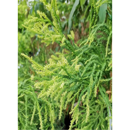 CRYPTOMERIA japonica KYARA GOLD