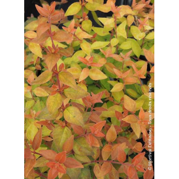 ABELIA CARAMEL CHARM