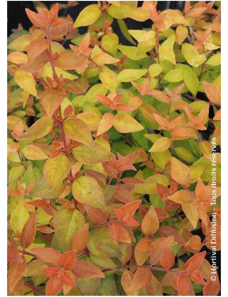 ABELIA CARAMEL CHARM