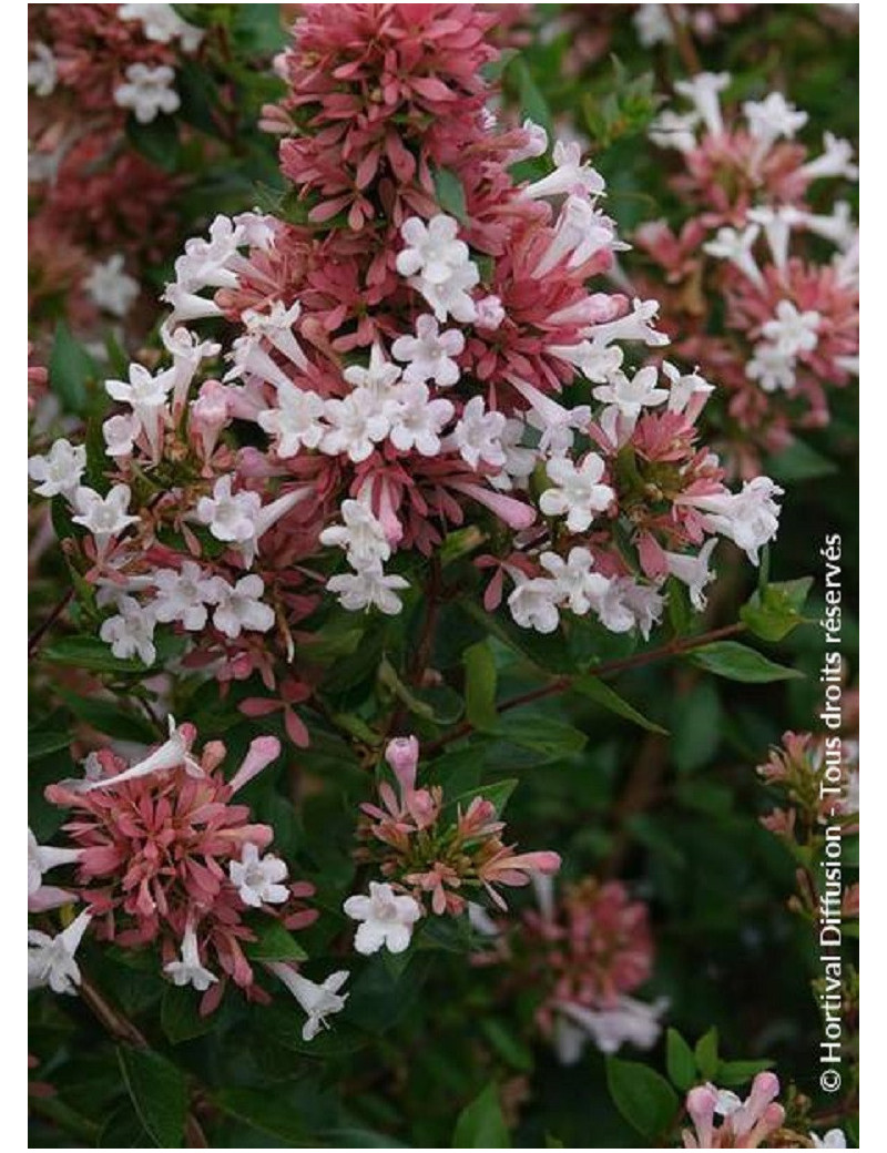 ABELIA AUTUMN FESTIVAL