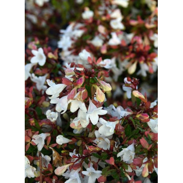 ABELIA CRISTAL CHARM