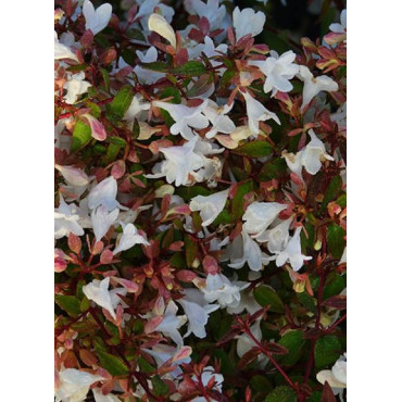 ABELIA CRISTAL CHARM