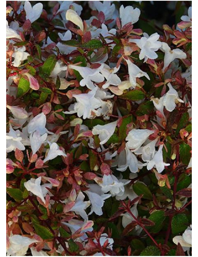 ABELIA CRISTAL CHARM