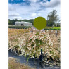 ABELIA CRISTAL CHARM En pot de 10-12 litres