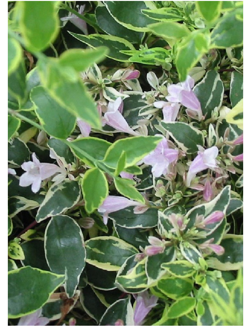 ABELIA HOPLEYS VARIEGATA