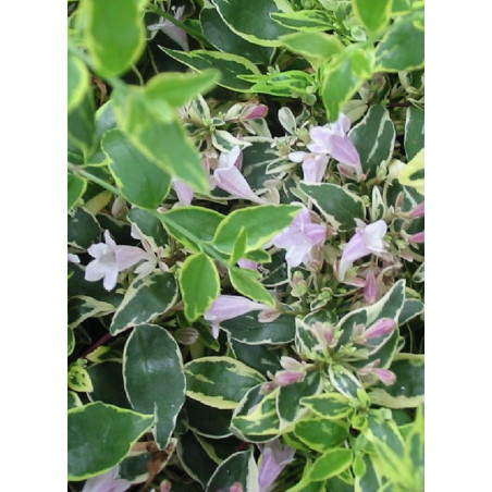 ABELIA HOPLEYS VARIEGATA