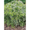 ABELIA HOPLEYS VARIEGATA