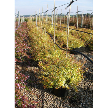 ABELIA KALEIDOSCOPE En pot de 15-20 litres