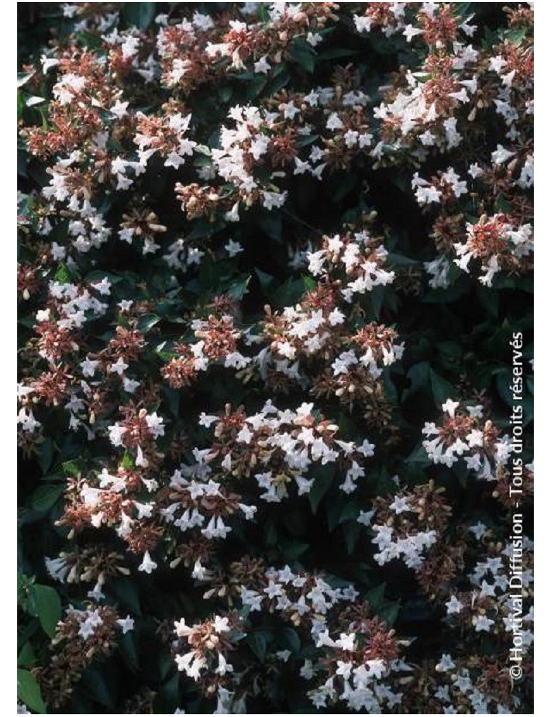 ABELIA SEMPERFLORENS