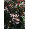 ABELIA SEMPERFLORENS