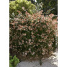 ABELIA SEMPERFLORENS