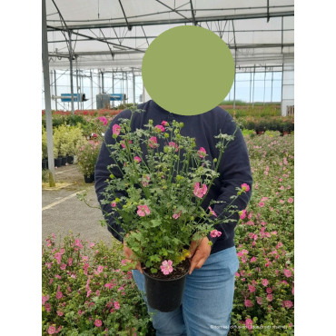 ANISODONTEA EL RAYO En pot de 4-5 litres