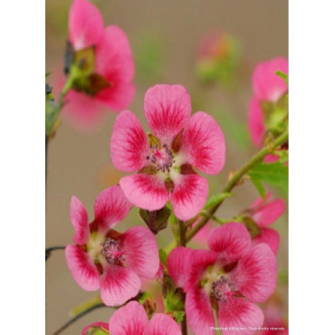 ANISODONTEA EL RAYO