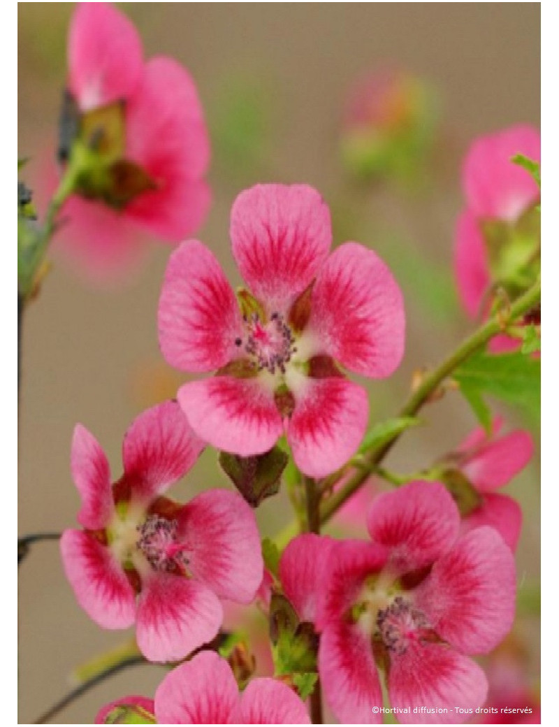 ANISODONTEA EL RAYO