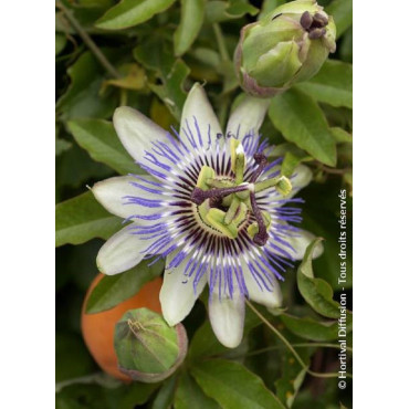 PASSIFLORA caerulea