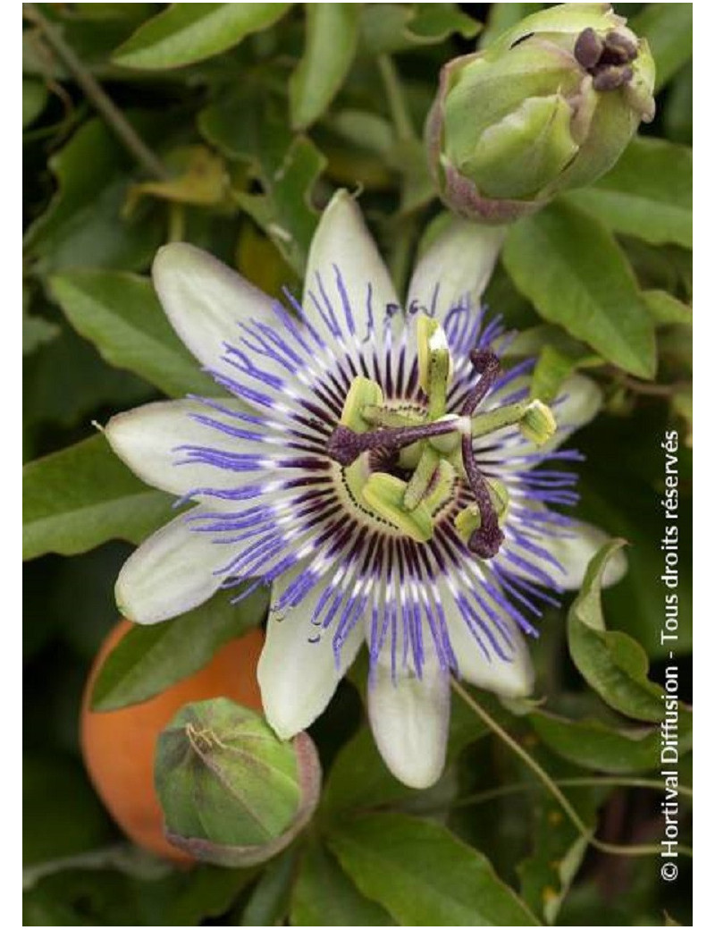 PASSIFLORA caerulea