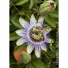 PASSIFLORA caerulea