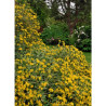 PHLOMIS fruticosa