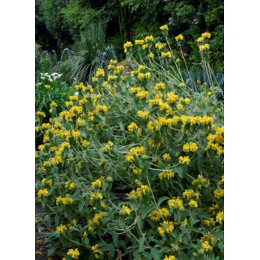 PHLOMIS fruticosa