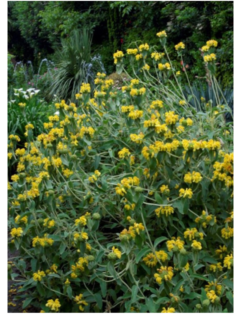 PHLOMIS fruticosa