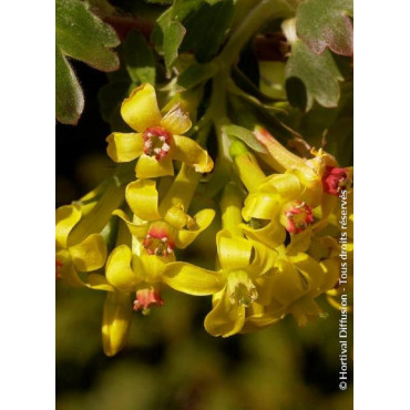 RIBES odoratum