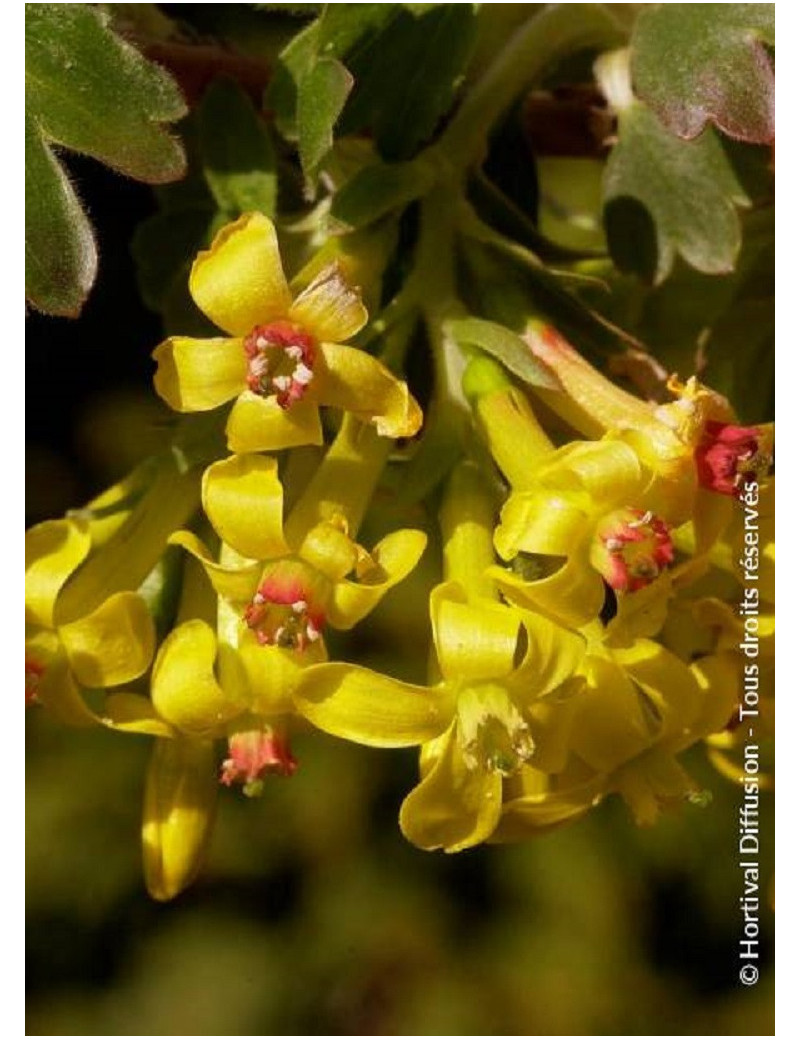 RIBES odoratum