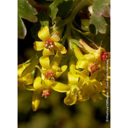 RIBES odoratum