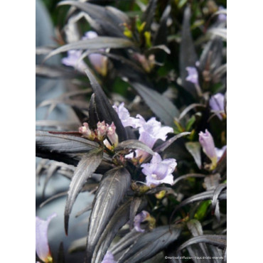 STROBILANTHES anispohyllus BRUNETTHY