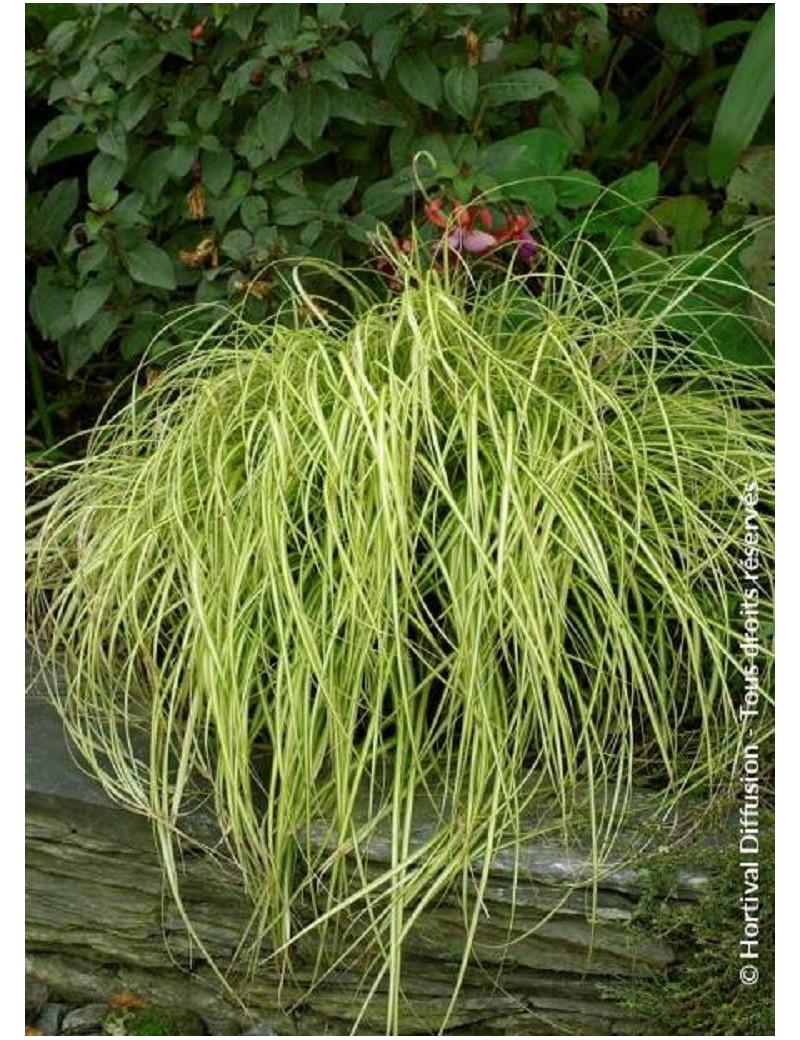 CAREX oshimensis EVERGOLD