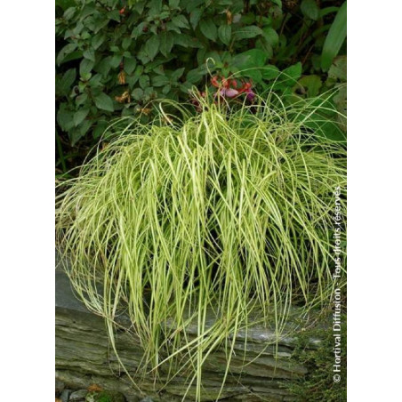 CAREX oshimensis EVERGOLD