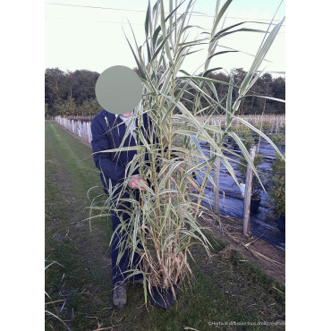 ARUNDO donax VARIEGATA En pot de 10-12 litres