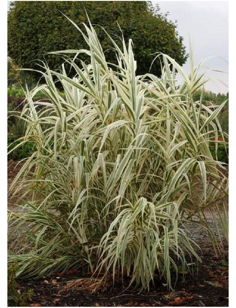 ARUNDO donax VARIEGATA