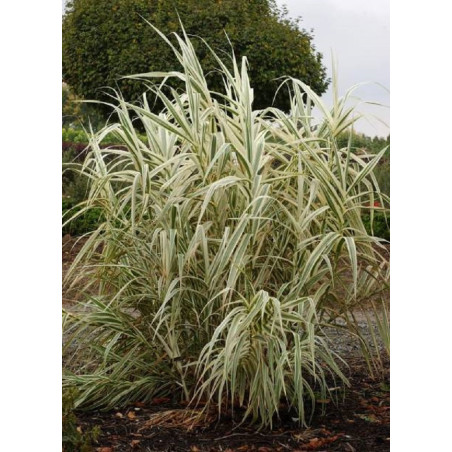 ARUNDO donax VARIEGATA