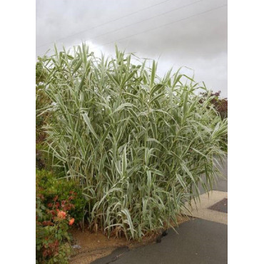 ARUNDO donax VARIEGATA