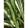 ARUNDO donax VARIEGATA