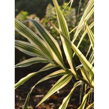 ARUNDO donax VARIEGATA