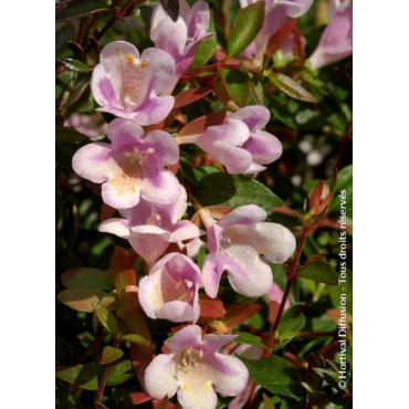 ABELIA PASTEL CHARM