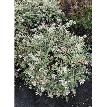 ABELIA CONFETTI