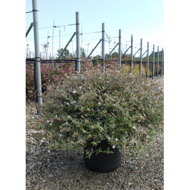 ABELIA CONFETTI En pot de 15-20 litres