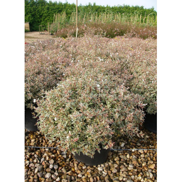 ABELIA CONFETTI